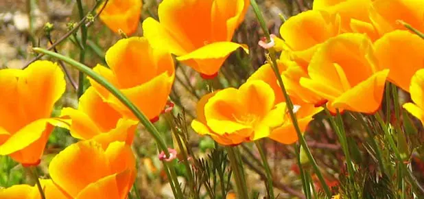 California Poppy