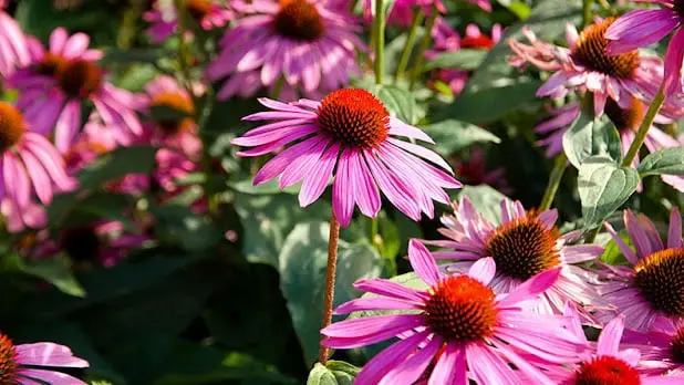 Echinacea