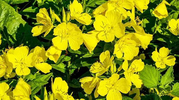 Evening Primrose