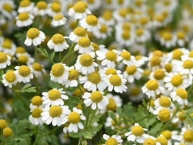 Feverfew