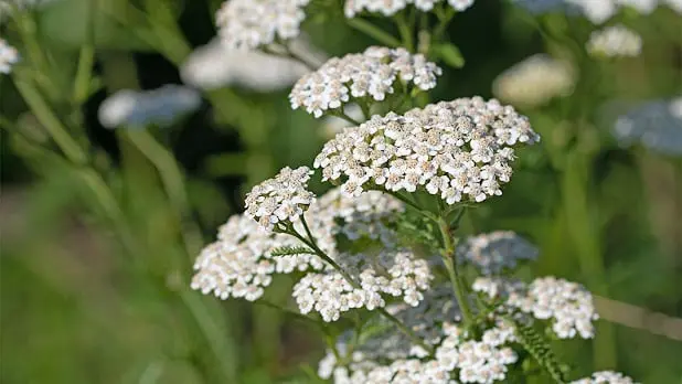 Yarrow